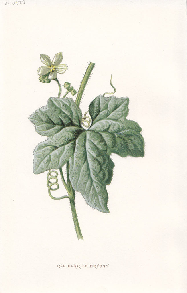 FLOWERS. Red-Berried Bryony c1895 old antique vintage print picture